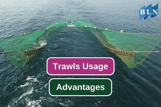5 Advantages of Using Trawl to Catch Fish